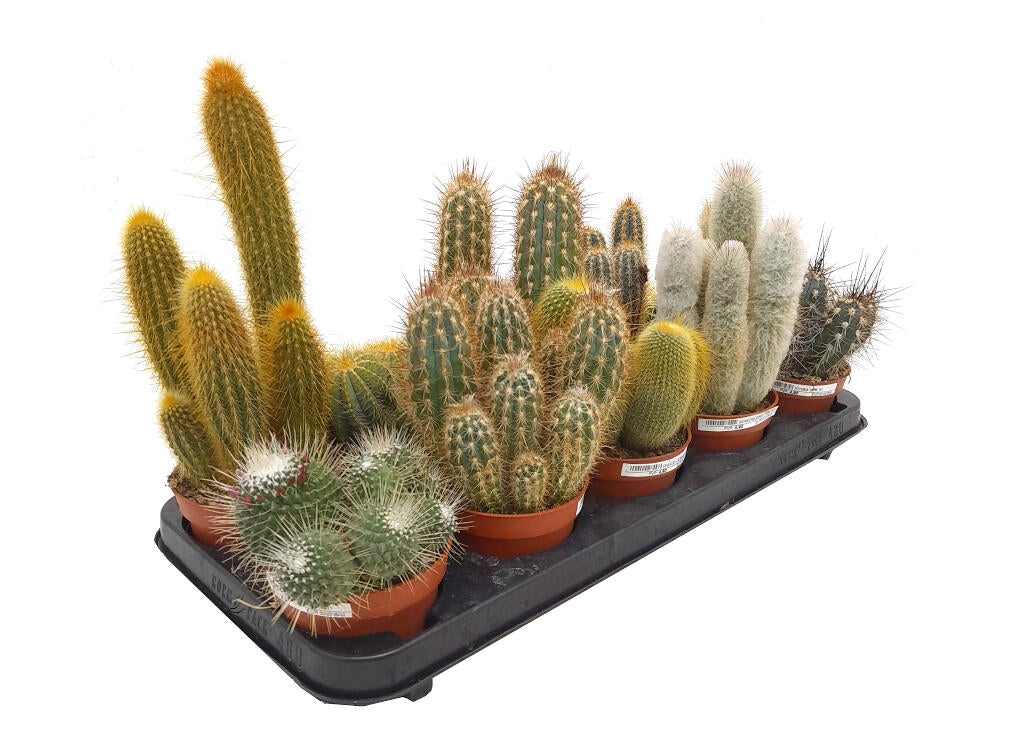 Pack Cactus Variado M11 (10 Unidades)_0