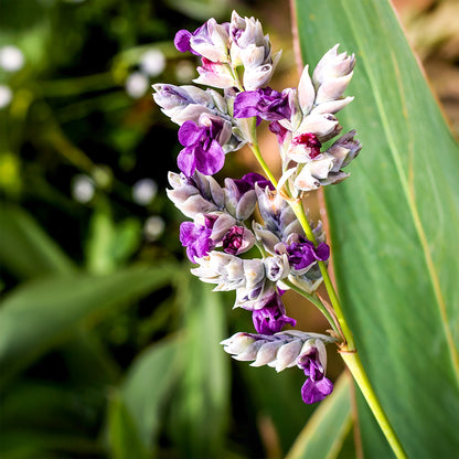 Thalia - Thalia Dealbata - 12 Plantas_2