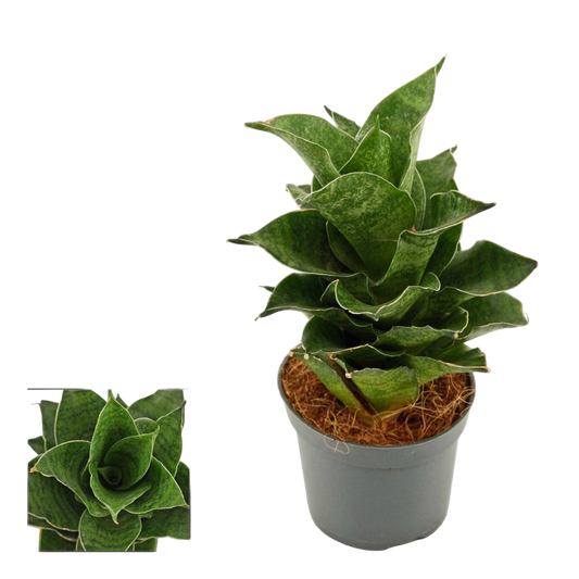 Sansevieria Mahanakorn Planta De Interior Ø6_0