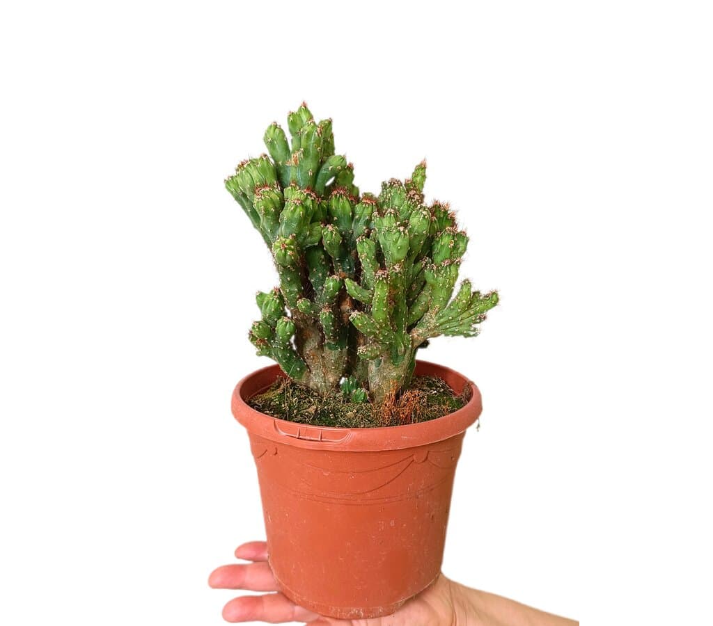 Cereus Peruvianus Monstruoso M17_0