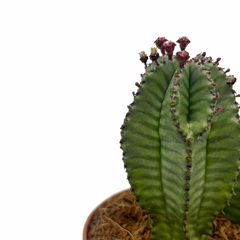 Euphorbia Poligona Variedad Anoplia Cactus Y Suculentas M8,5 cm Ø_2