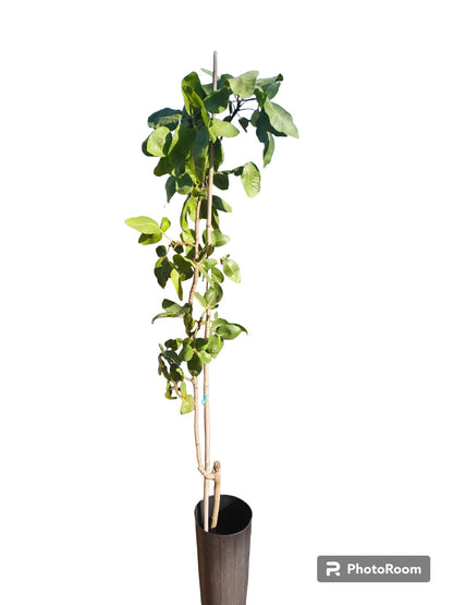 Trio De Plantas De Pistachos_0