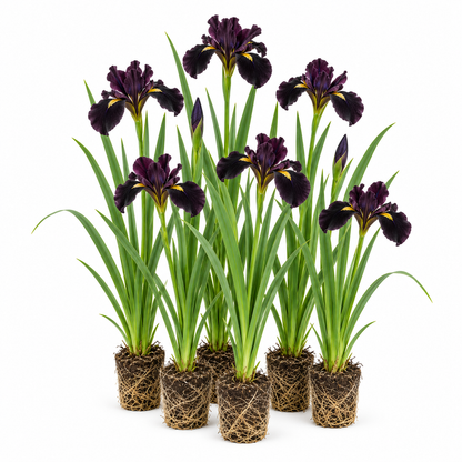 Lirio Negro - Iris Louisiana - 12 Plantas_0