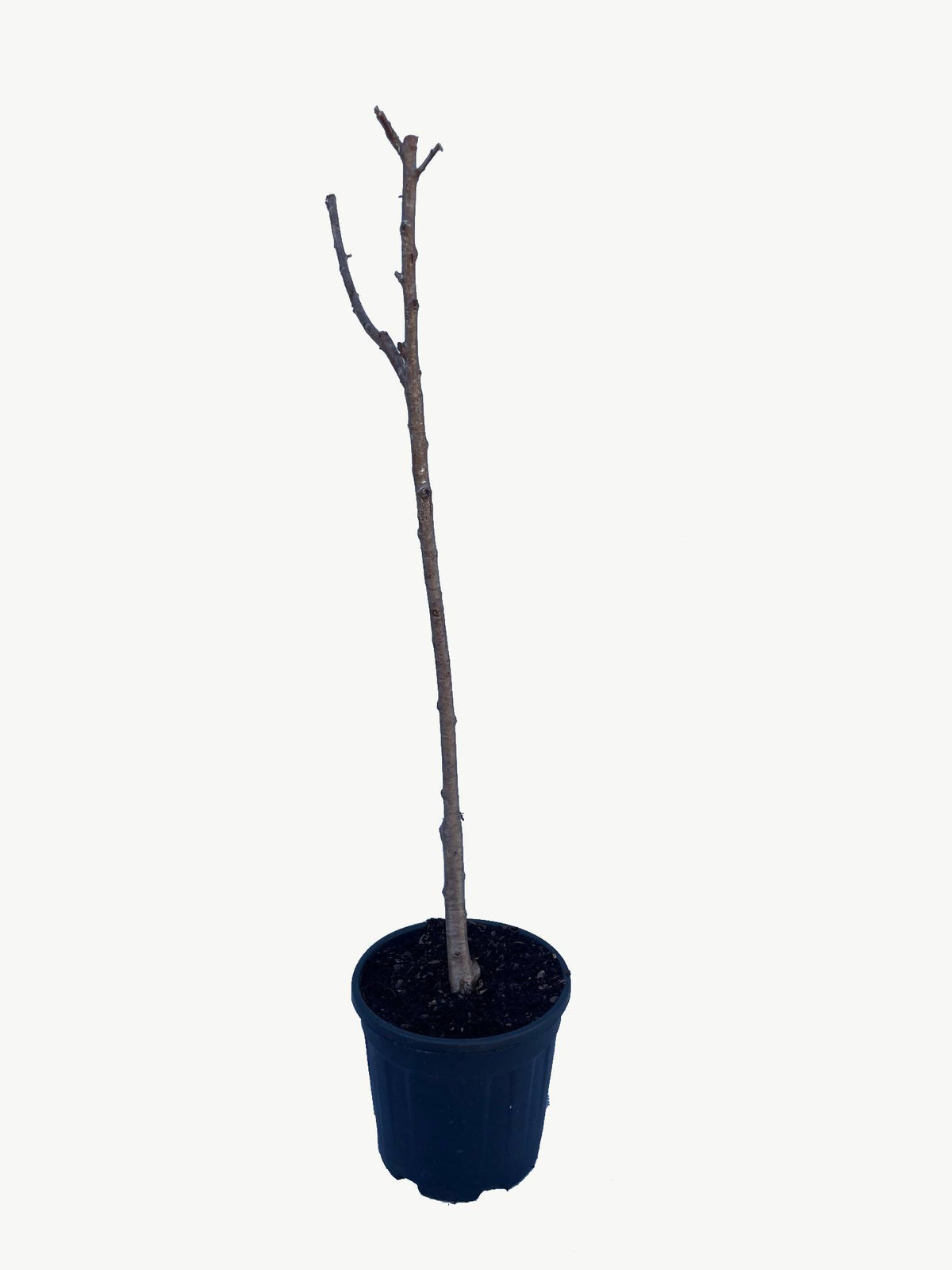 Frutal Paraguayo - Planta Natural - Maceta 26cm - Altura Aprox. 120/150_2