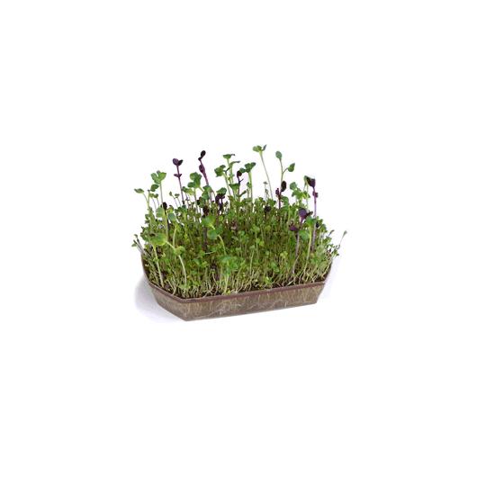 Bandeja germinadora para brotes Batlle
