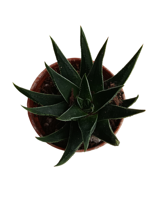 Haworthia Beccaria Plantas Suculentas Ø5_0