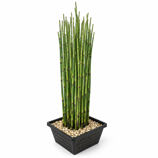Cola De Caballo De Agua - Equisetum Fluviatile_0