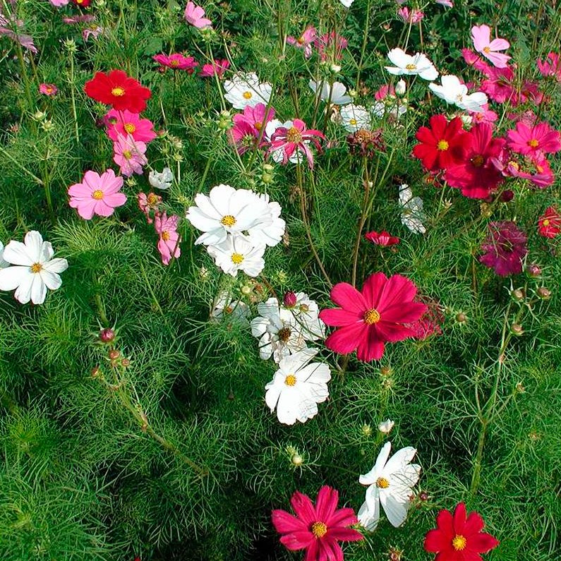 Semillas Cosmos Mezcla Colores Ecológicas_0