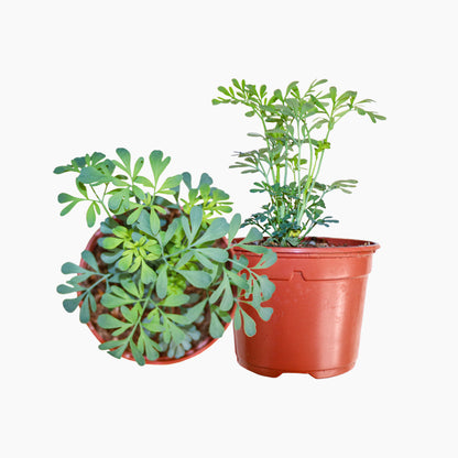 Maceta Ruda 10,5 Cm - Plantabo_0