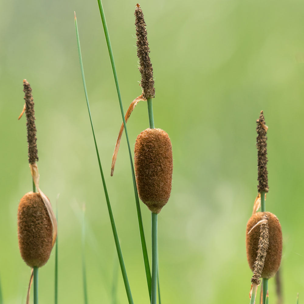 Espadaña Enana Typha Minima Planta Estanque - Set 4 Plantas Con Cesta Sustrato_2