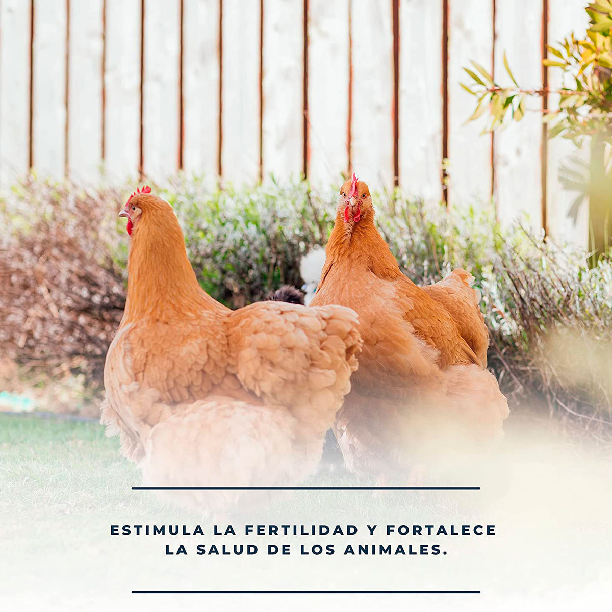 Estimula La Fertilidad De Las Aves De Corral - Productos Naturales Para Cría De Gallinas, Patos Y Otras Aves -1l_3