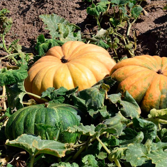 Semillas Calabaza Muscat De Provence Ecológicas_0