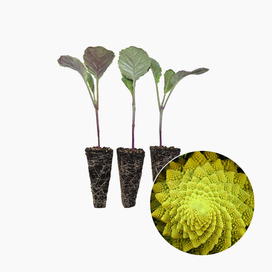 Plantón Coliflor Romanesco - PlantaBo_0