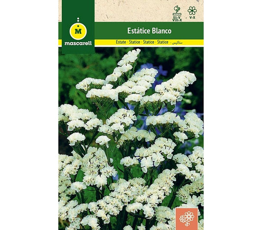 Semillas Estatice Sinuata Blanco_0