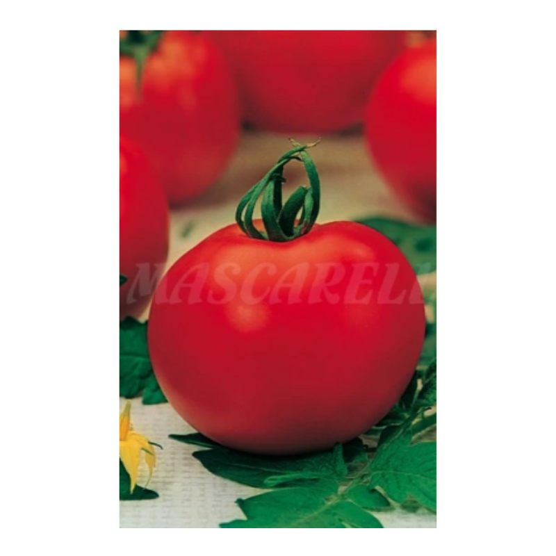 Semilla Tomate Venezia_0