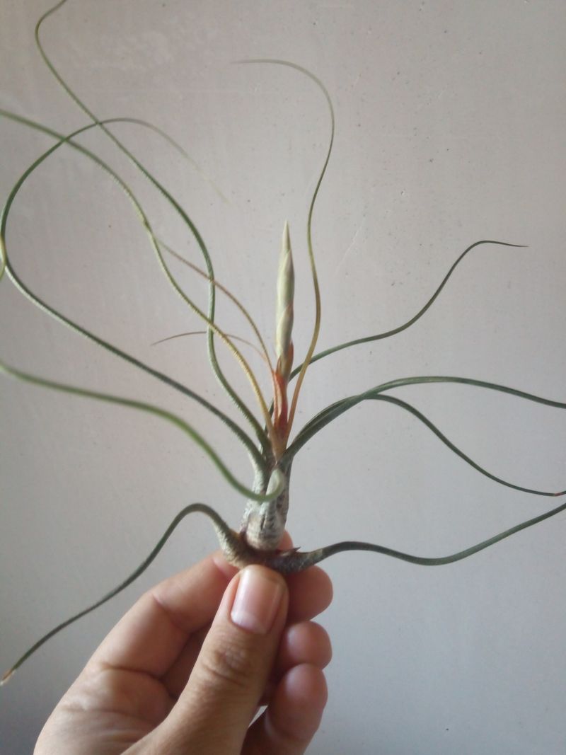 Tillandsia Butzii Planta Clavel Del Aire 5 Cms_0