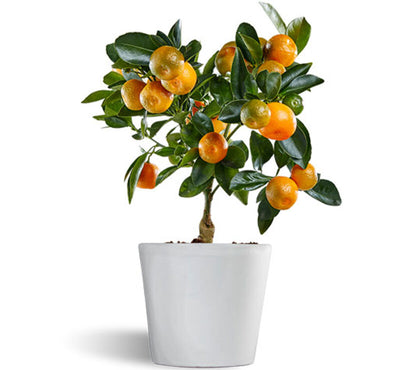 Calamondin - Naranjo Enano - Cítricos Comestibles - Maceta Cerámica - Planta Viva_0