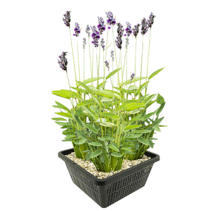 Thalia - Thalia Dealbata - Set De 4 Con Cesta_0