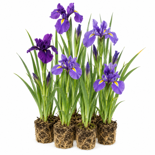 Lirio Azul - Iris Kaempferi - 12 Plantas_0