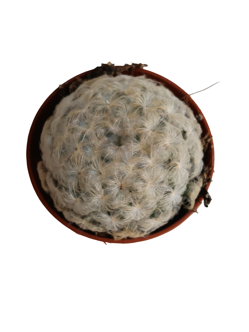 Cactus Mammillaria Plumosa Planta Ø5_0