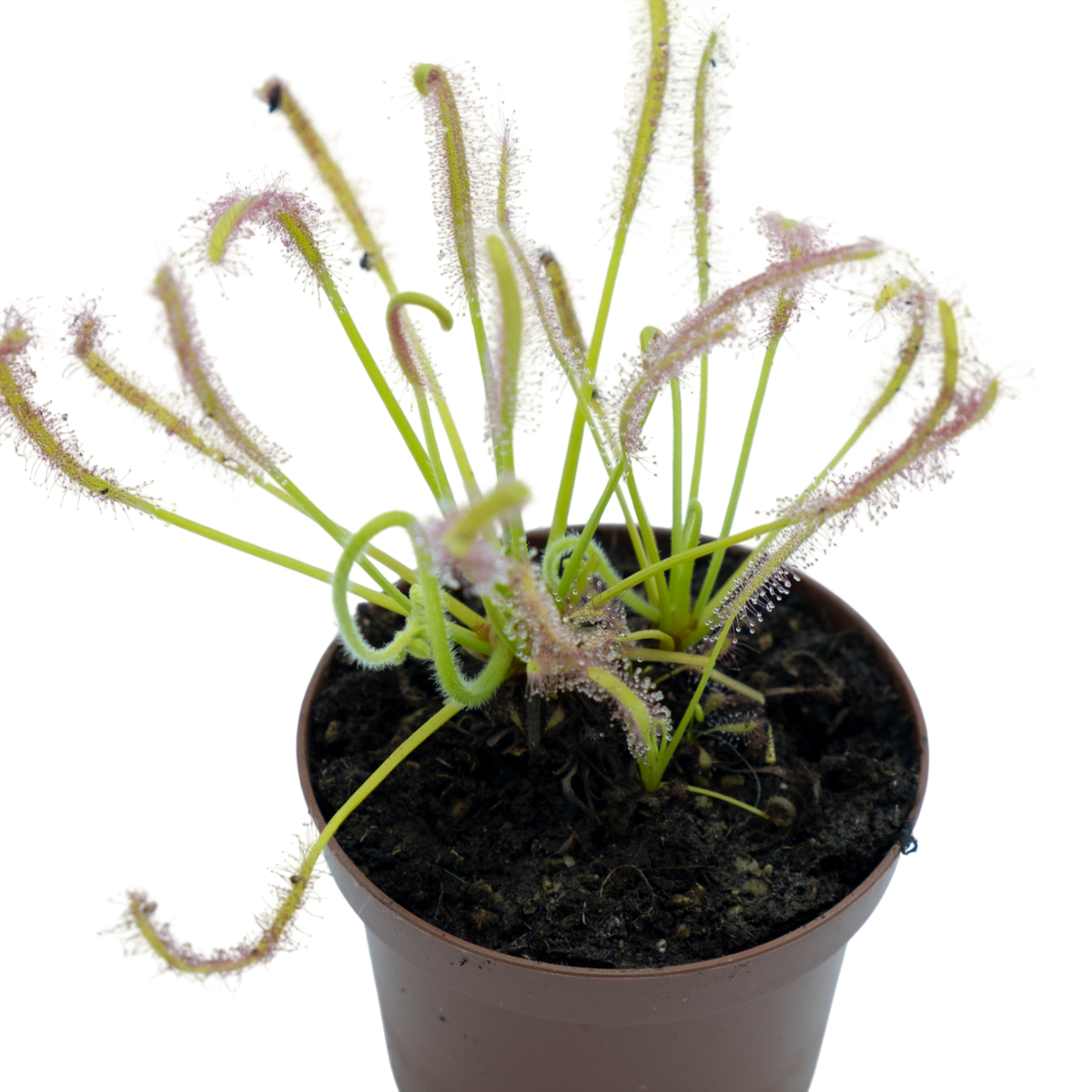 Drosera Capensis "alba" M9_0