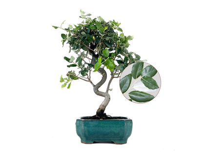 Bonsái Quercus Suber – Alcornoque 8 Años_0
