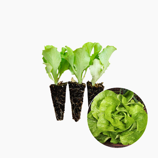 Plantón Lechuga Trocadero 10 Unidades - PlantaBo_0