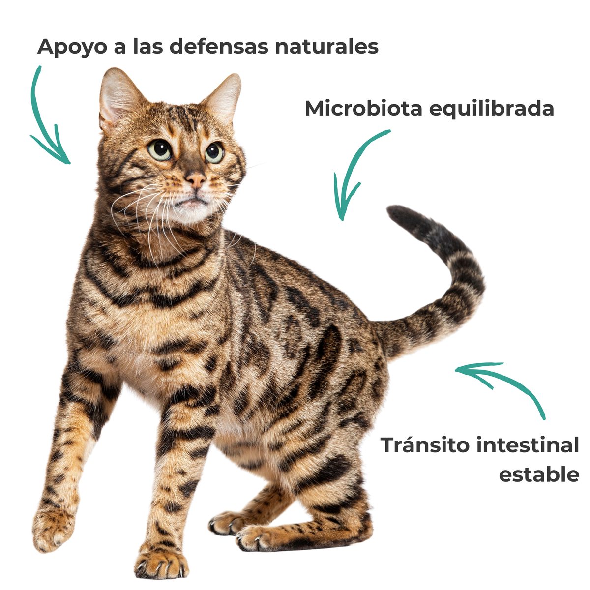 Flora intestinal para perros y gatos – Prebióticos y postbióticos – 100 g_2