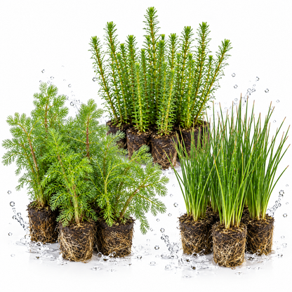 Pack Plantas Acuáticas 'anti-algas' - 36 Plantas_0