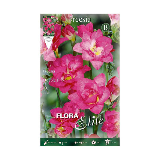 Bulbos Freesia doble violeta 10 uds