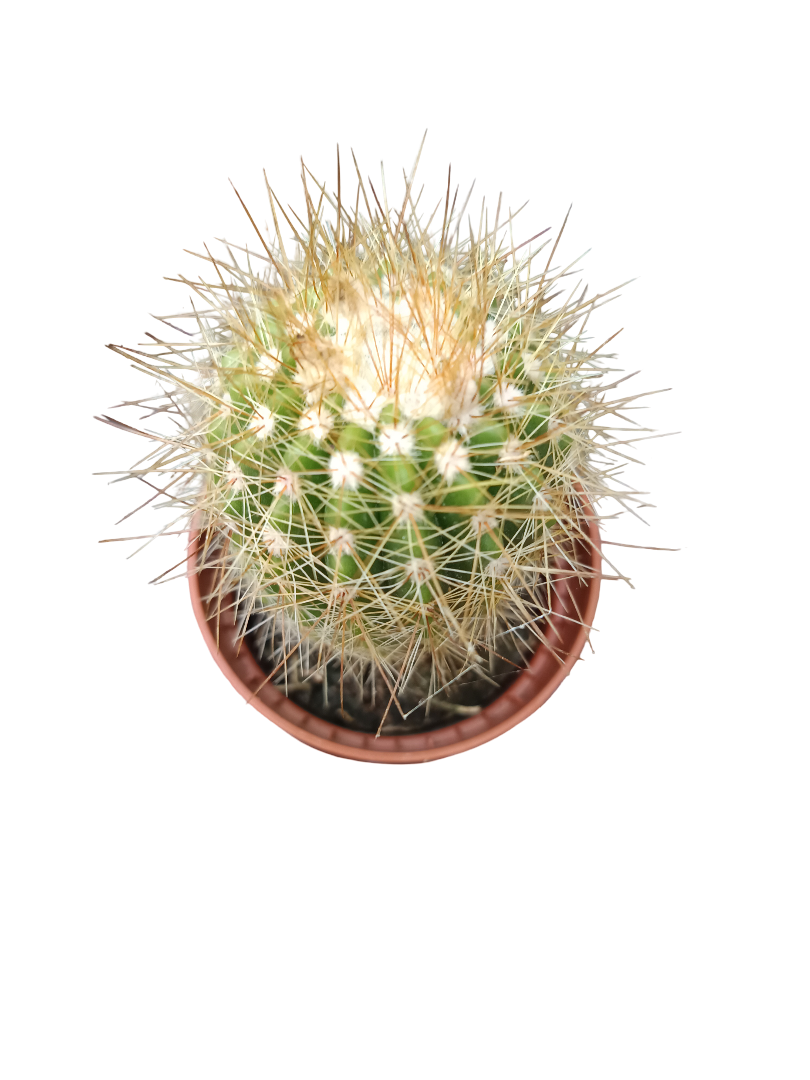 Cactus Surtido Aleatorio ☼ Planta Pequeña Ø5 Venta Por Unidad_4
