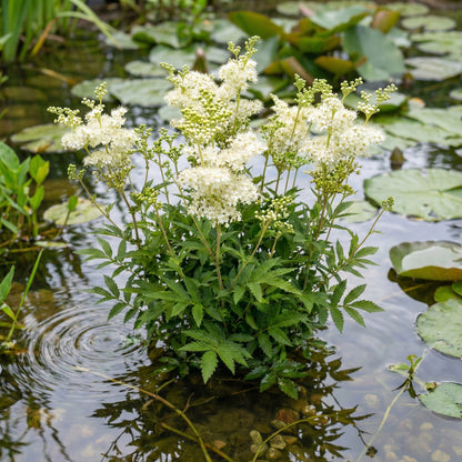 Reina De Los Prados - Filipendula Ulmaria - 12 Plantas_1