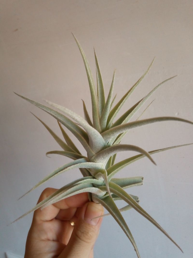 Tillandsia Purpurea Planta Aire Clave Tilandsias_0