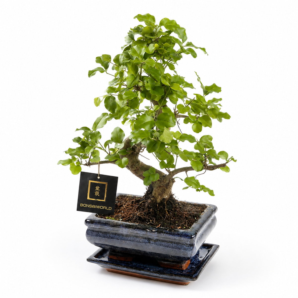 Bonsái Forma S 8 Años - Carmona O Zelkova - Incl. Maceta Y Plato_0