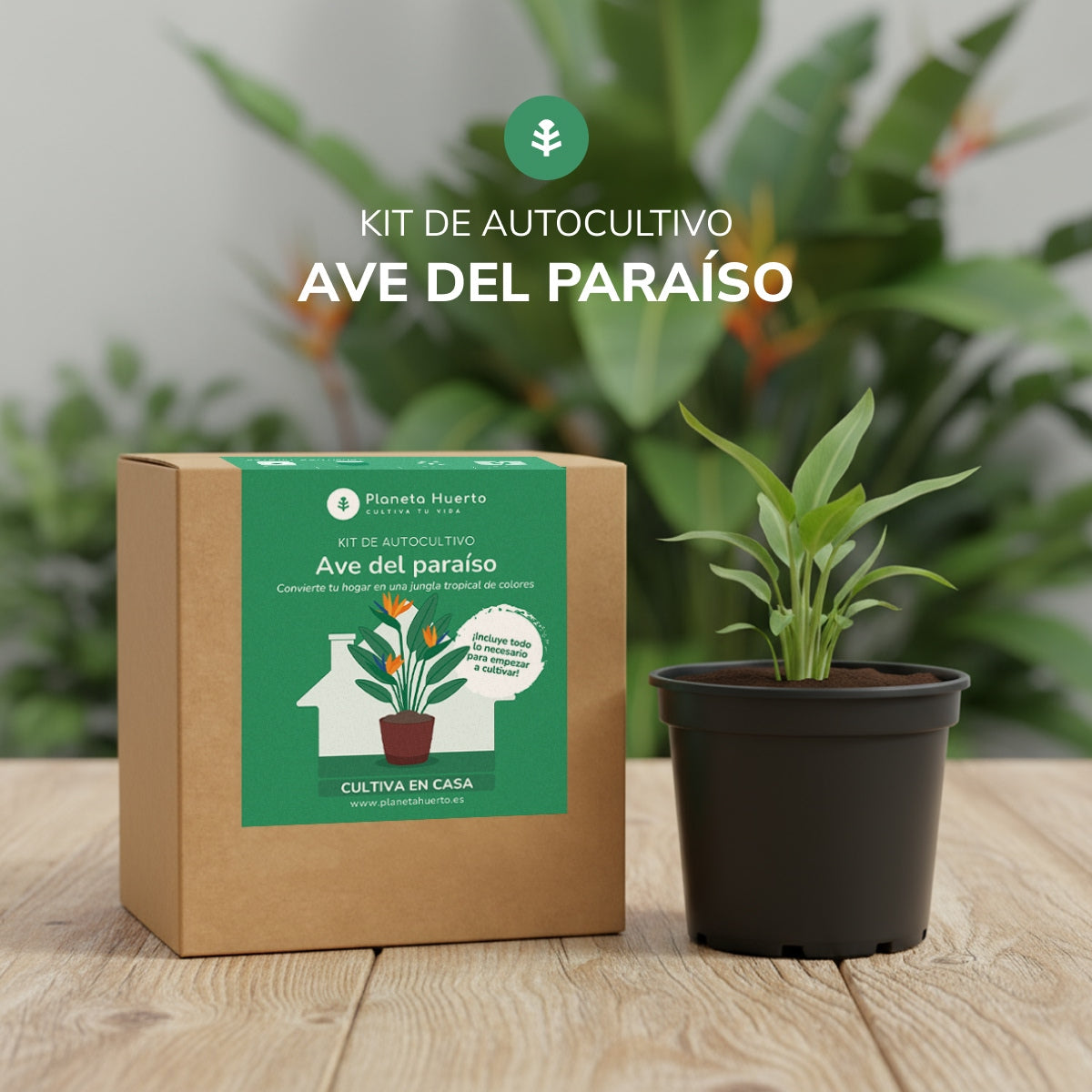 Kit de autocultivo Ave del paraíso Planeta Huerto