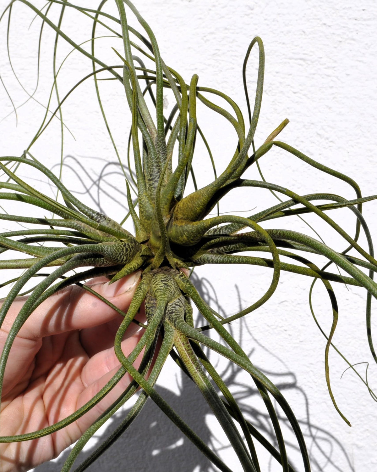 Tillandsia butzii "clump"; planta del aire, mata de plantas; Curiosarium; altura 10-15 cm, diámetro 30-50 cm_1