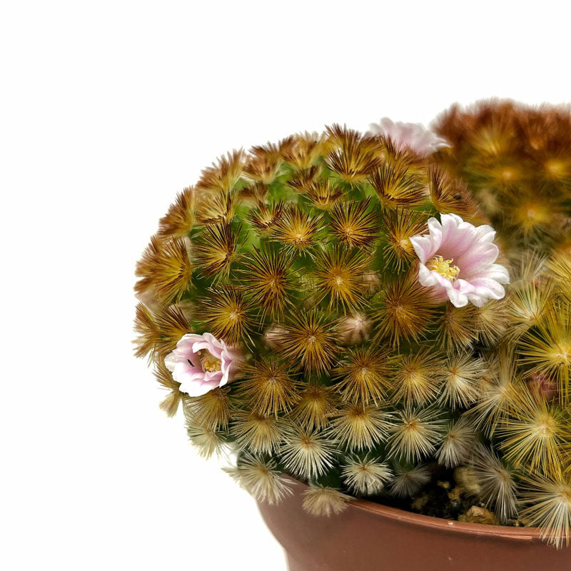 Mammillaria Carmenae Var. Rubrispina Cactus Y Suculentas M8,5 cm Ø_2