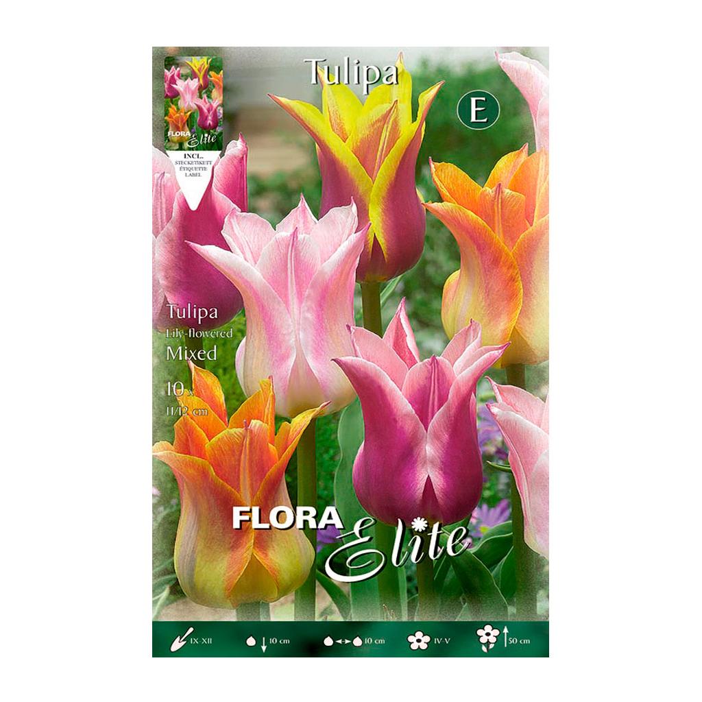 Bulbos Tulipán flor de lis mezcla 7 uds