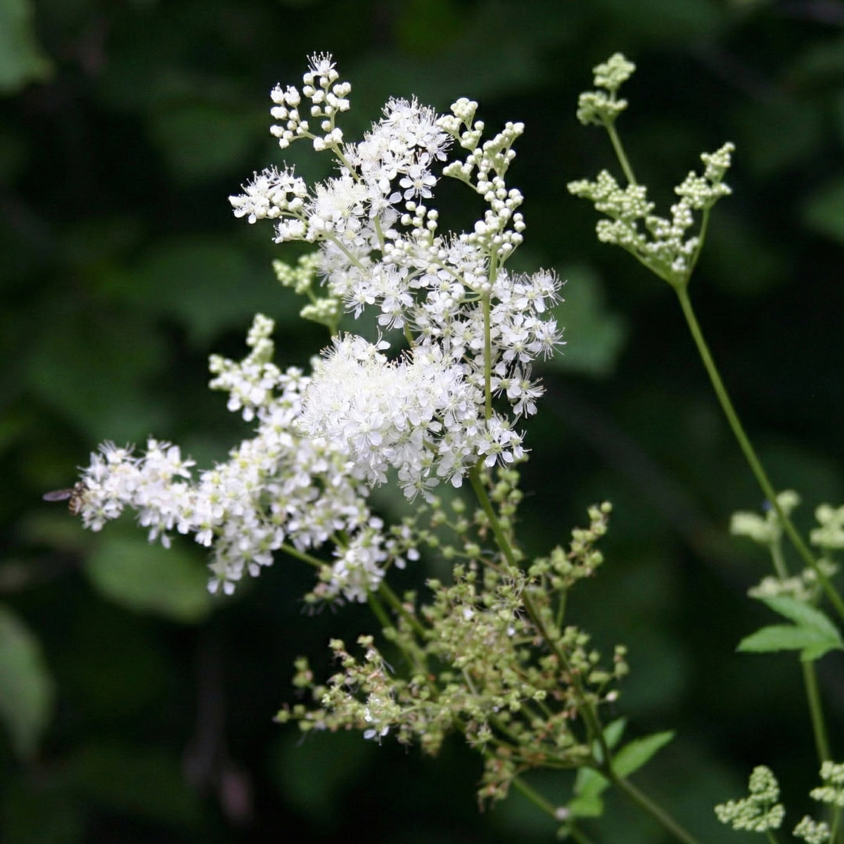 Reina De Los Prados - Filipendula Ulmaria - Set De 4 Con Cesta_2