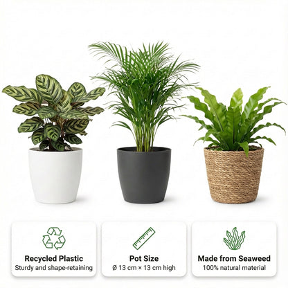Plantas De Interior - 6 Con Cesta - Purificadoras Y Fáciles De Cuidar_3