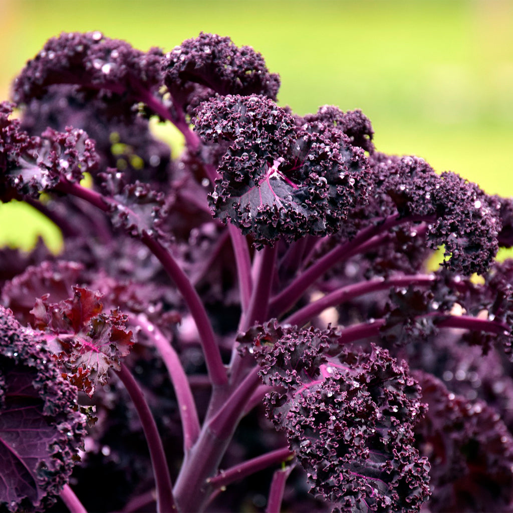 Plantón Col Kale Morada 10 Unidades - PlantaBo_1