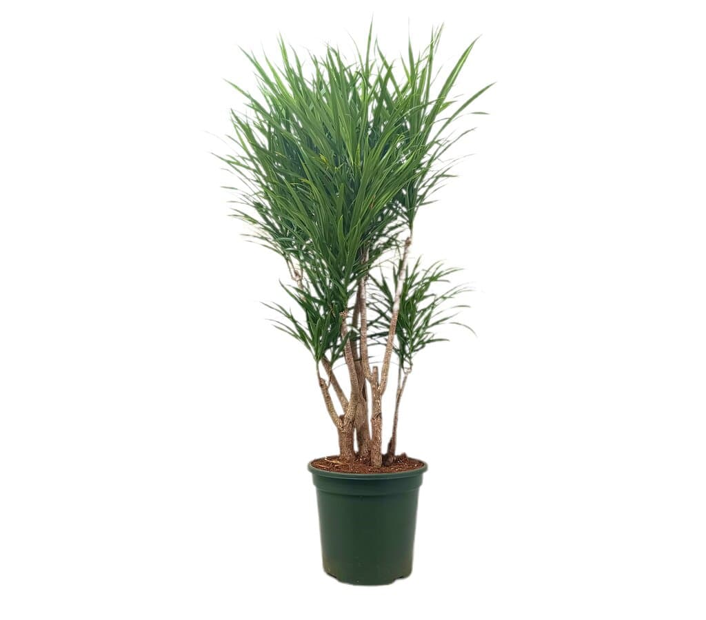 Dracena Anita Ramificada M26_0