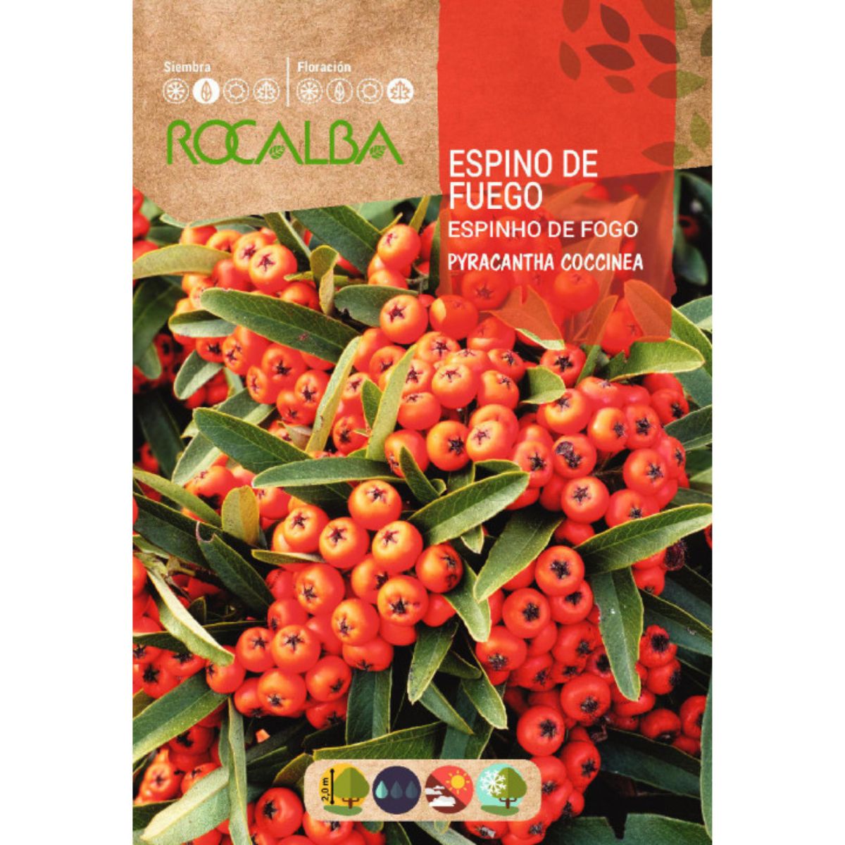 Semillas de Espino de fuego Pyracantha coccinea