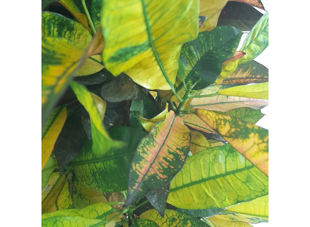 Croton Iceton M30 100-120cm_3