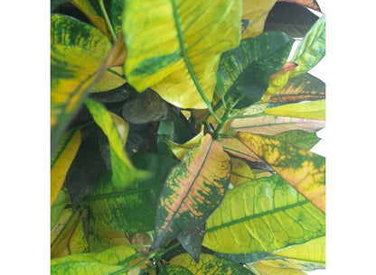 Croton Iceton M30 100-120cm_3
