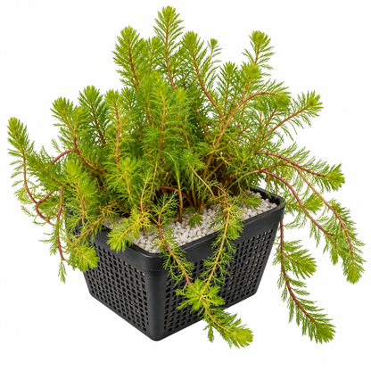 Milhojas Myriophyllum Rubricaule - 4 Plantas Con Cesta Y Arcilla_0