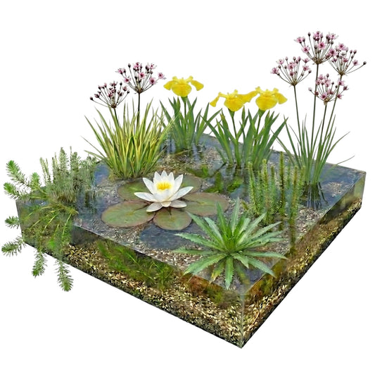 Pack Estanque Nativo 500-1250l - Nenúfar Blanco Y Oxigenantes_0