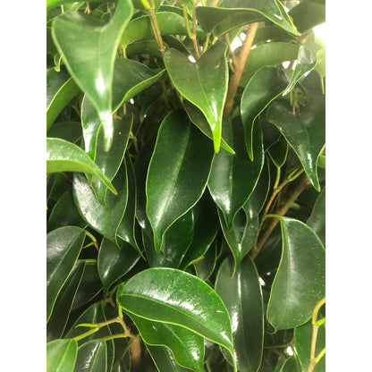 Ficus Daniel M20 120cm_3
