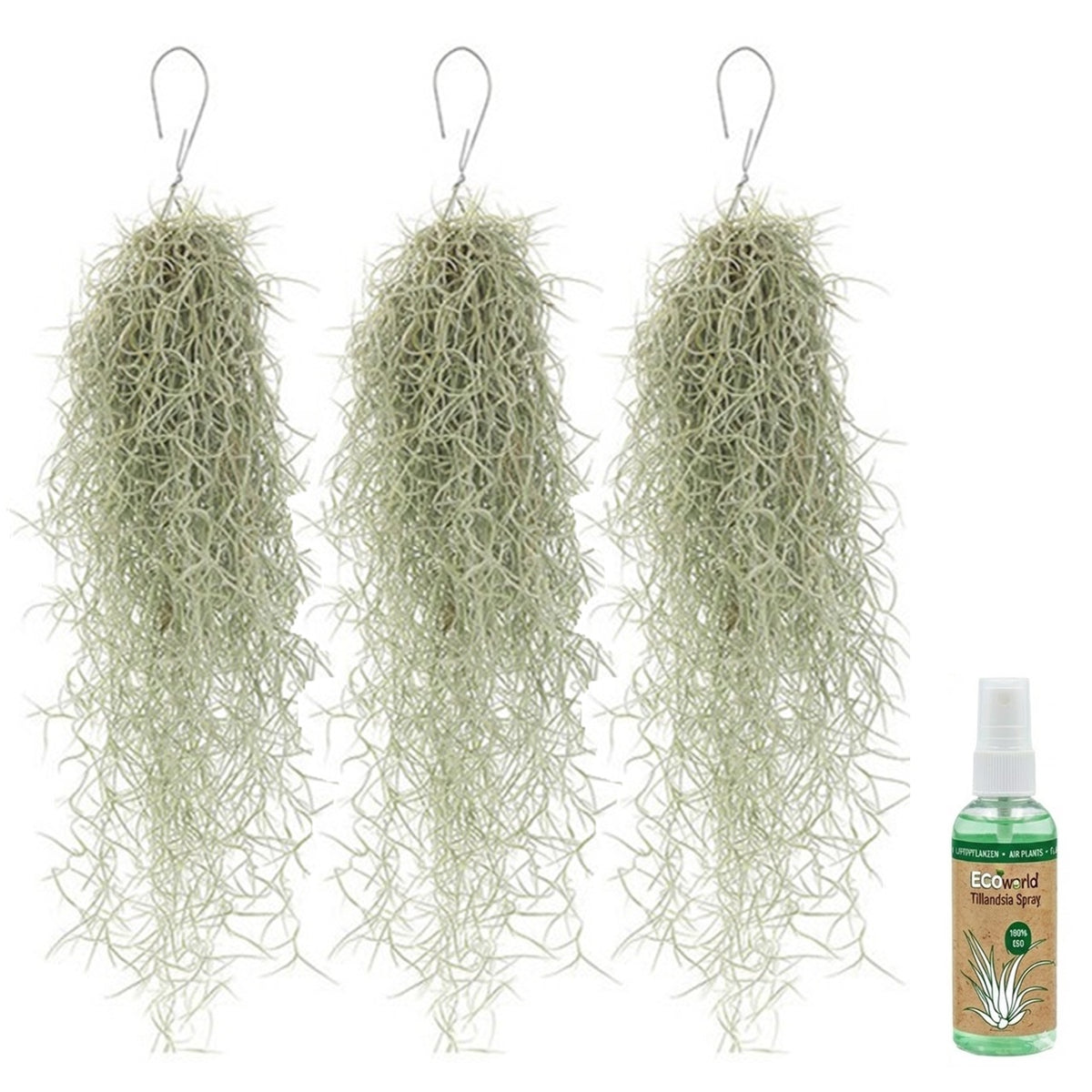 Tillandsia Musgo Español 3 Unidades - Planta De Aire Decorativa_0