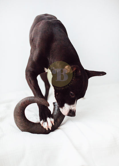 Bimordiscos Pack Juguete Indestructible Para Perros + Cuerno De Búfalo Para Perros_3